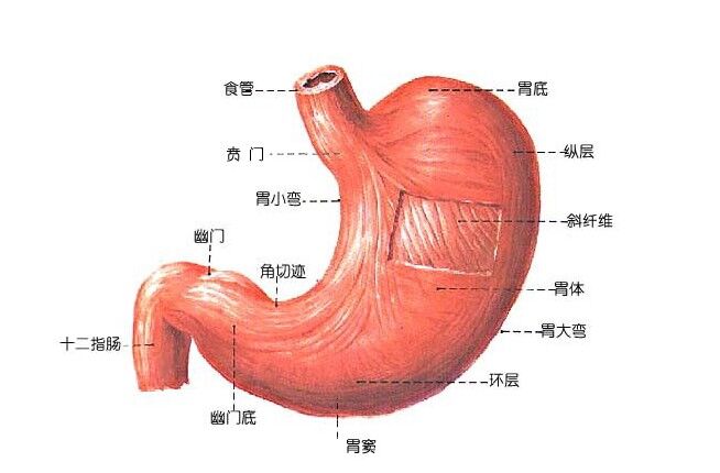 慢性胃炎严重吗